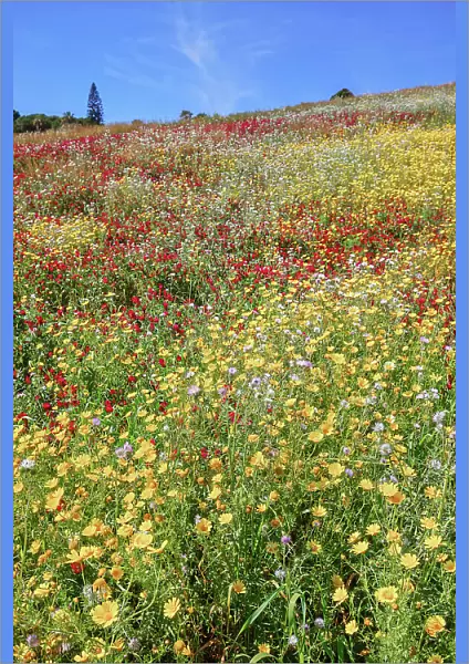 Wild flowers blooming, Agrigento, Sicily, Italy