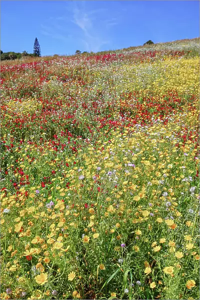 Wild flowers blooming, Agrigento, Sicily, Italy
