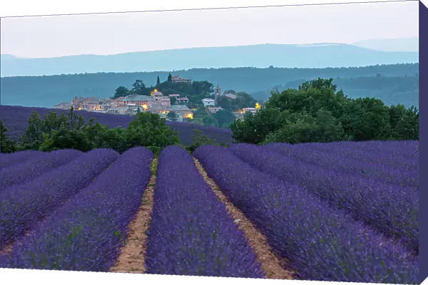 France, Provence-Alpes-Cote d'Azur, Entrevennes, the hilltop village of Entrevennes illuminated after sunset surrounded by lavender