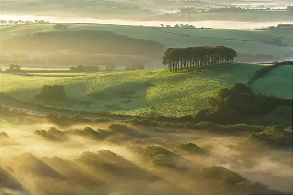 Misty morning at Cookworthy Knapp (the Nearly Home Trees) near Lifton in Devon, England. Autumn (September) 2023