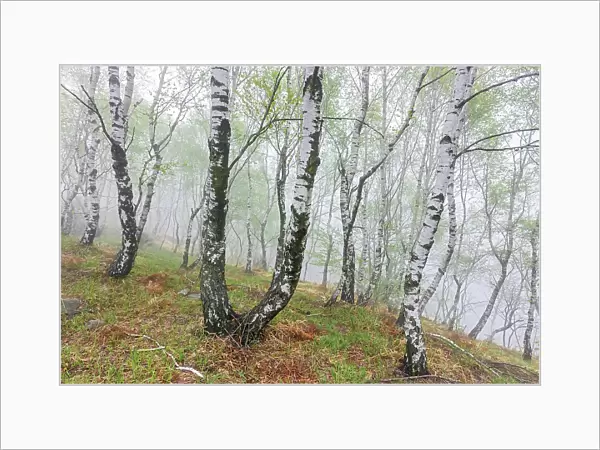 Switzerland, Canton Ticino, Val Capriasca, Gola di Lago, Silver birch trees