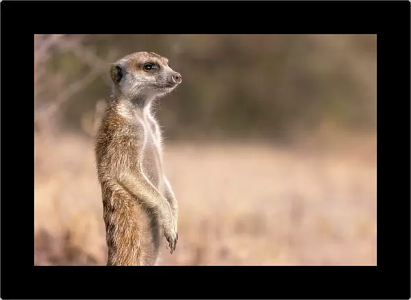 Meerkat, Kalahari Desert, Botswana