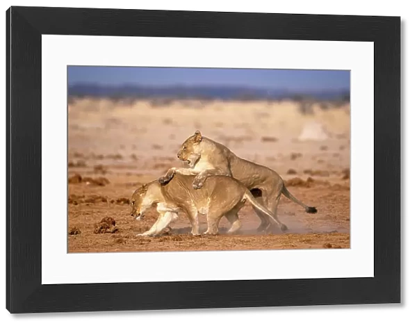 Lionesses playing, Kalahari Desert, Botswana