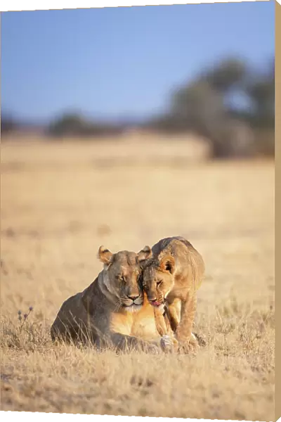 Lioness and cub, Kalahari Desert, Botswana