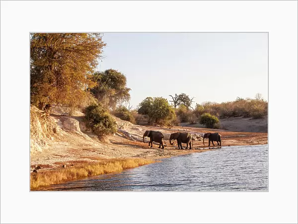 Elephants, Chobe National Park, Botswana, Africa