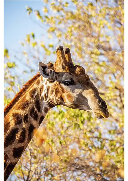 Giraffe, Chobe National Park, Botswana, Africa