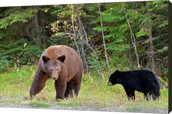 American black bear (Ursus americanus). Cinnamon phase. Prince Albert National Park, Saskatchewan, Canada