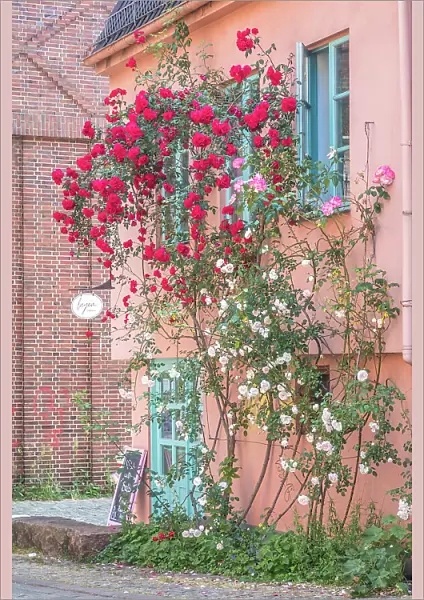 Climbing roses on house in the historic Schnoor district, Bremen, Germany