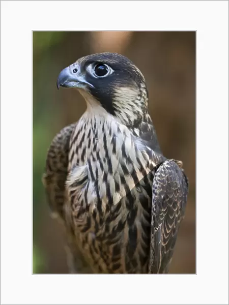 A Lanner Falcon, a common large falcon of the East African region. Nairobi, Kenya