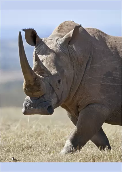 A male white rhino with fine horns looks towards a grassland pipit as it strides across an open plain