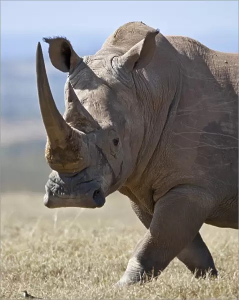 A male white rhino with fine horns looks towards a grassland pipit as it strides across an open plain