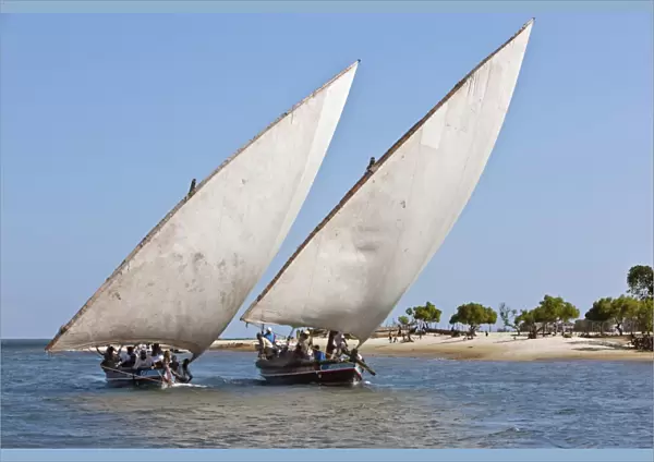 Kenya. Two Jahazi boats sailing off Lamu Island. The main way to transport goods in the Lamu Archipelago
