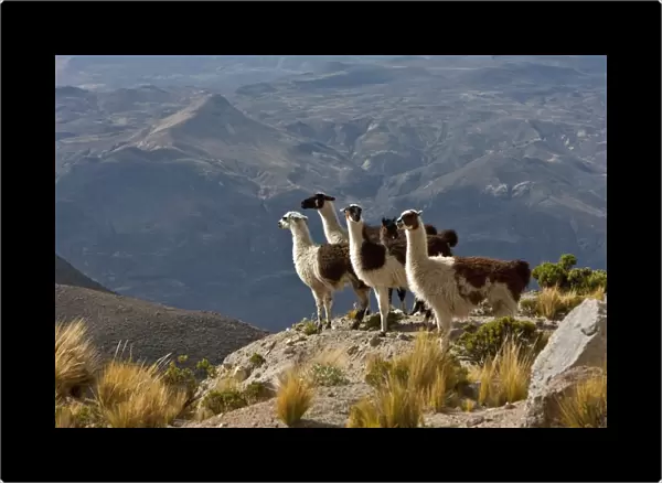 Peru, Llamas in the bleak altiplano of the high Andes near Colca Canyon