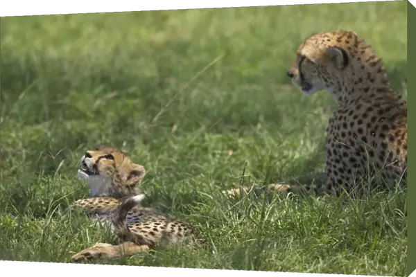Kenya, Masai Mara. A cheetah cub remains watchful even when lying in the shade