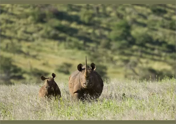 Kenya, Laikipia, Lewa Downs. A mother and calf Black rhinoceros