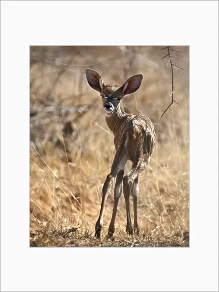 A baby Lesser Kudu in Tsavo East National Park