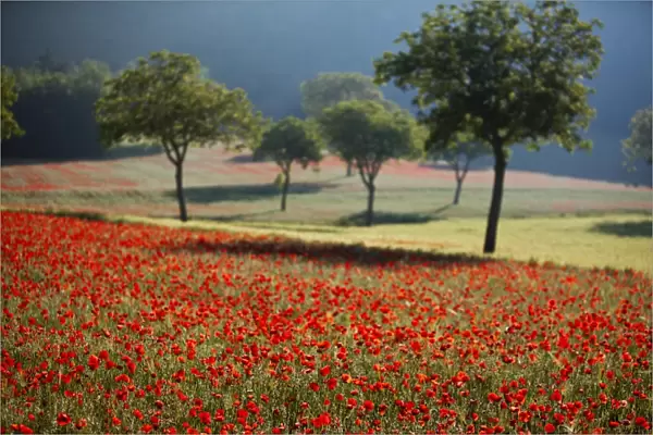 Italy, Umbria, Norcia. Walnut trees in fields of poppies near Norcia, bathed in evening light