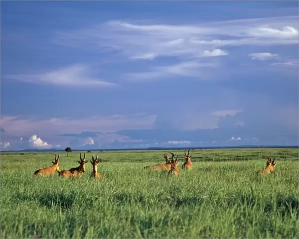 A herd of Lelwels Kongoni, or Hartebeest, in the lush grasslands of Garamba National Park in Northern