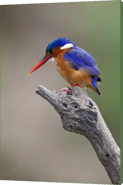 A beautiful Malachite kingfisher perched overlooking the Rufiji River in Selous Game Reserve