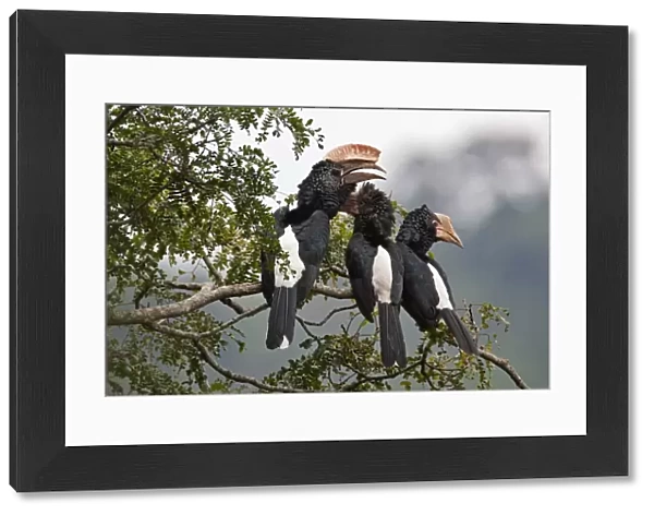 Silvery-cheeked Hornbills in the Western Arc of the Usambara Mountains near Lushoto