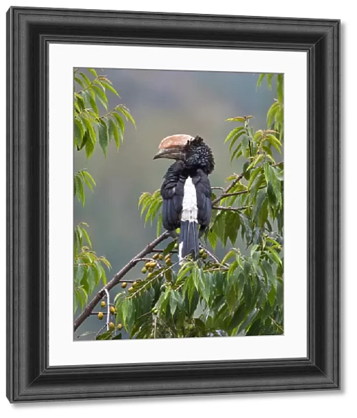 A Silvery-cheeked Hornbill in the Western Arc of the Usambara Mountains near Lushoto