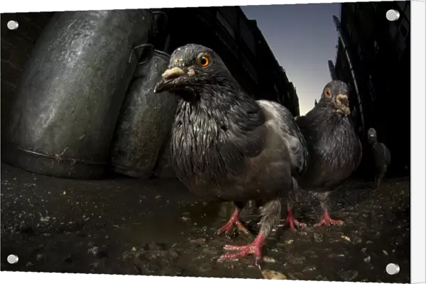 Pigeons (Columba Livis) gather in a dark alleyway, Chinatown, London