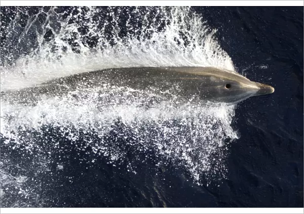 Adult bottlenose dolphin (Tursiops truncatus) bow riding the National Geographic Endeavour in the waters surrounding St. Helena in the south Atlantic Ocean
