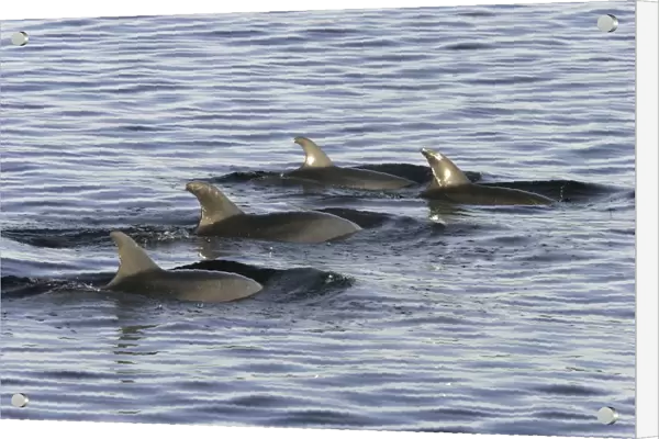A pod of bottlenose dolphins (Tursiops truncatus) surfacing at sunrise in the lower Gulf of California (Sea of Cortez), Mexico