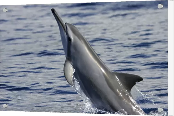 A young Hawaiian spinner dolphin (Stenella longirostris) spinning in the AuAu Channel off the coast of Maui, Hawaii, USA. Pacific Ocean. Note the length of the rostrum, where the specific name longirostris comes