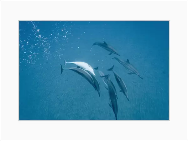Social group of spinner dolphins (Stenella longirostris). Big Island, Hawaii, USA (RR)