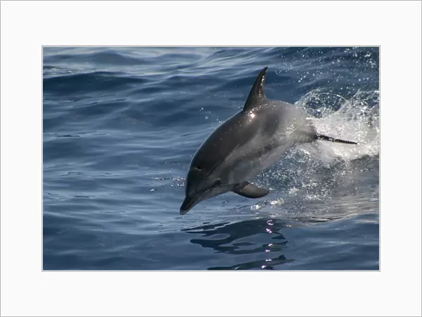 Atlantic spotted dolphin porpoising (Stenella frontalis) Azores, Atlantic Ocean (RR)