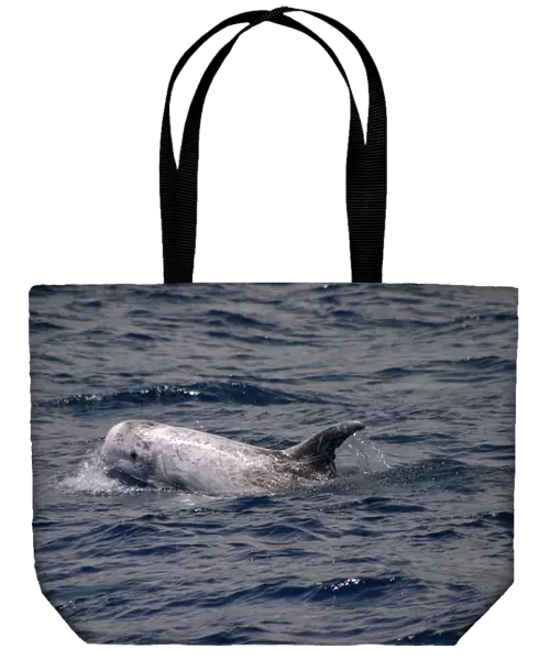 Rissos dolphin surfacing (Grampus griseus) Azores, Atlantic Ocean (RR)