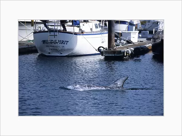 Risso dolphin, Grampus griseus, stranding, inside Monterey harbor, monterey bay california pacific ocean, USA, marine sanctuary