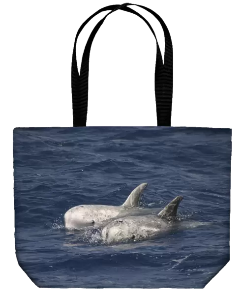 Pair of Rissos Dolphin, Grampus griseus, swimming off the Azores. Note the groove in the melon (RR)