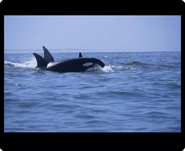 transient, Killer whale, Orcinus Orca, surfacing, Monterey bay California Pacific ocean, national marine