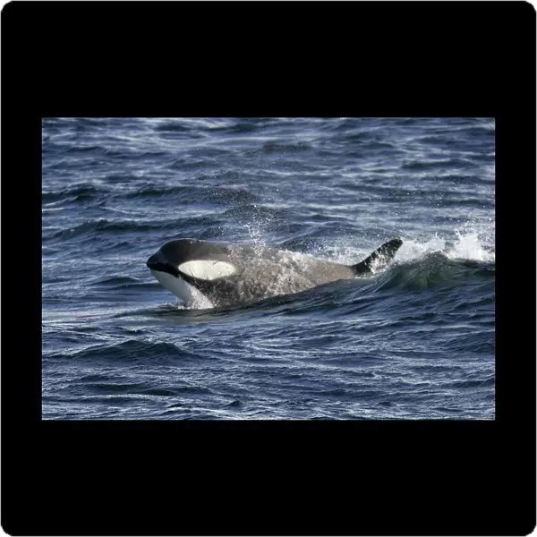 A possible new species of Orca (with a proposed new scientific name of Orcinus nanus) traveling in the Lemaire Strait, Antarctica. These Orca are charchterized by very large eye patches, a two-tone gray cape coloration