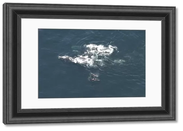 Aerial view of a pod of Killer whales (Orcinus orca) and Northern right whales (Balaena glacialis glacialis). Gulf of Maine, USA (rr)
