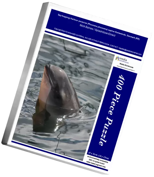 Spy-hopping Harbour porpoise (Phocoena phocoena) captive Kerteminde, Denmark (RR)