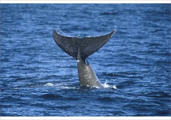 Bairds Beaked Whale (Berardius Bairdii) tail slap or fluke slap. National marine sanctuary, Monterey bay, California Pacific ocean