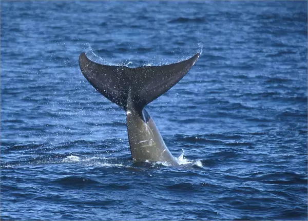 Bairds Beaked Whale (Berardius Bairdii) tail slap or fluke slap. National marine sanctuary, Monterey bay, California Pacific ocean