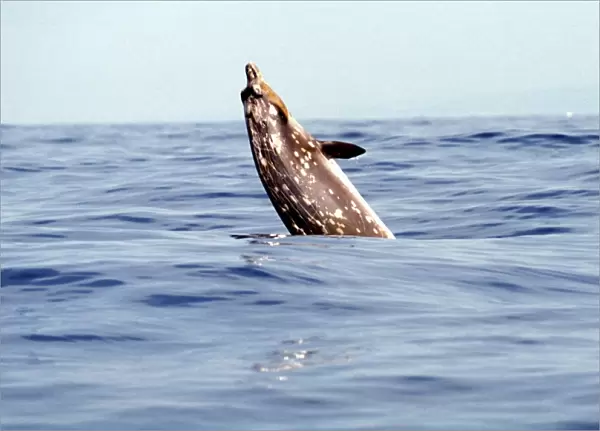 Blainvilles Beaked Whale, Mesoplodon densirostris, breaching in deep water off the Kona coast, Hawaii