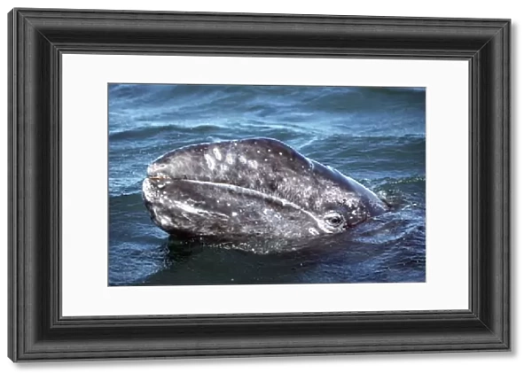 Adult Gray Whale, Eschrichtius robustus, eye detail, San Ignacio Lagoon, Baja, Mexico