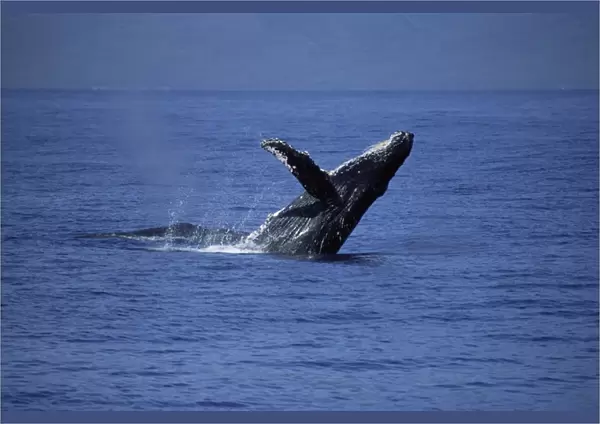 Humpback whale (Megaptera novaeangliae) breaching with long pectoral fin visible. Hawaii, USA