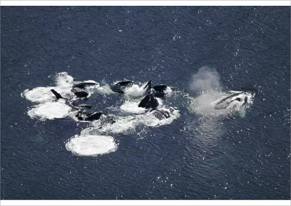Aerial view of adult humpback whales (Megaptera novaeangliae) cooperatively bubble-net feeding in Southeast Alaska, USA. Pacific Ocean. Note the expanded ventral pleats as well as the baleen hanging from the upper