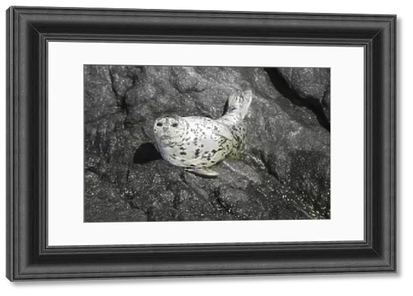 Harbor seal (Phoca vitulina) hauled out on a rock at low tide in Chatham Strait, Southeast Alaska, USA