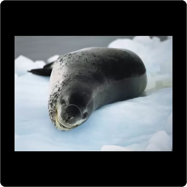 Leopard seal (Hydrurga leptonyx) resting on ice floe, Antarctica