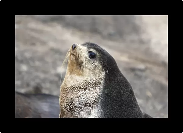Sub-Antarctic fur seal (Arctocephalus tropicalis) on Nightingale Island in the Tristan da Cunha Island Group in the southern Atlantic Ocean. Note the lighter face and pelage than that of the Antarctic fur seal