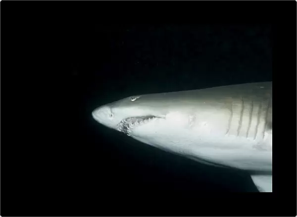 Ragged tooth shark (Carcharias taurus), Aliwal Shoal, South Africa, 18-10-07