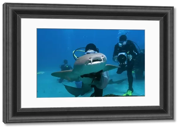 Scuba diver handles nurse shark, Ginglymostoma cirratum, while being filmed, Molasses Reef, Key Largo, Florida, USA, Atlantic Ocean