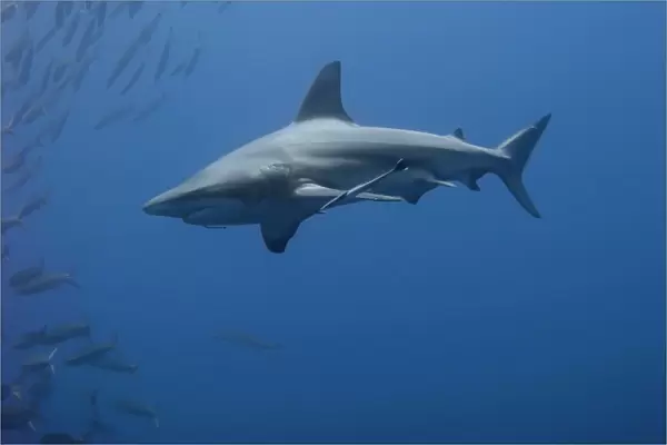 Blacktip shark (Carcharhinus limbatus) Species Near threatened. Shark and Yolanda, Sharm El Sheikh, South Sinai, Red Sea, Egypt